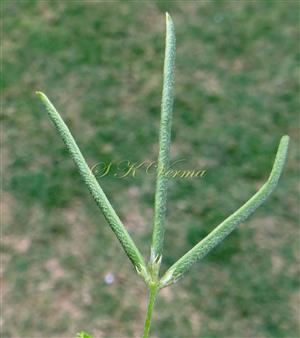  Legumes